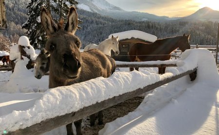 Esel und Pferde im verschneiten Gehege bei Sonnenuntergang